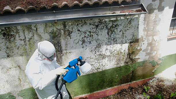Top rated local Mold Remediation specialists in Douglas, GA